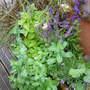 Mixed container planting on the upper deck