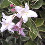 Last of the variegated Weigela blooms (Weigela florida 'Variegata')