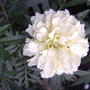 African marigold 'Sweet Cream' (Tagetes erectus)