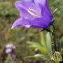 Bellflowers (Campanula persicifolia (Peach-leaved bellflower))