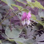 Bleeding hearts still blooming (Dicentra eximia (Bleeding Heart))