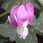 Little pink hearts (Dicentra eximia (Bleeding Heart))