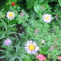 Erigeron Blue (Erigeron)