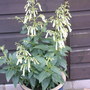 phygelius funfare cream (phygelius)