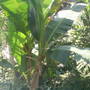 winter gardens