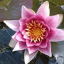 water lilly ATTRACTION (Nymphaea attraction)