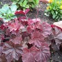Heuchera (Heuchera x villosa "Mocha")