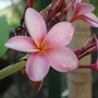 Plumeria