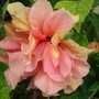 Pinkorange