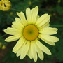 Anthemis 'E.C.Buxton' (Anthemis tinctoria 'E.C.Buxton')