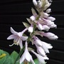 Hosta flower. (Hosta)