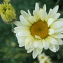 Anthemis tinctoria 'Sauce Hollandaise' (Anthemis tinctoria (Golden marguerite))