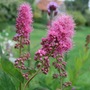 Spiraea x billardii 'Triumphans' (Spiraea x billardii 'Triumphans')