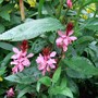 Gaura lindheimeri 'Pink Ballerina' (Gaura lindheimeri 'Pink Ballerina')