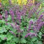 Salvia_vercillicata__purple_rain_