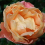 Rosa__southampton_