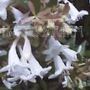 Abelia
