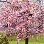 A garden flower photo (Prunus serrulata kiku-shidare sakura)