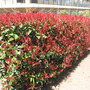 A garden flower photo (Photinia fraseri “Red Robin”)