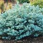 A garden flower photo (Picea pungens glauca globosa)