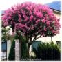 A garden flower photo (Lagerstroemia indica (Astromelia Blanca))