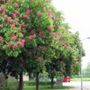 Aesculus carnea briotii