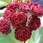 A garden flower photo