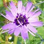 A garden flower photo (Catananche caerulea)
