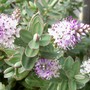 A garden flower photo (Hebe)