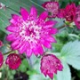 A garden flower photo (astrantia major)