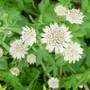 A garden flower photo (Astrantia major)