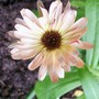 A garden flower photo (Calendula officinalis (English marigold))