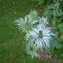 Eryngium at Stockton Bury