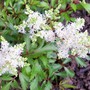 Astilbe