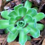 A garden flower photo (Saxifraga paniculata (aizoon))
