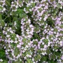 A garden flower photo (Thymus pulegioides (Lemon-scented thyme))