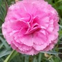 A garden flower photo (Dianthus)