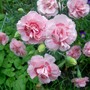 A garden flower photo (Dianthus plumarius (Border Pink))