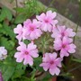 A garden flower photo (Verbena)