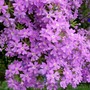 A garden flower photo (verbena)