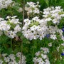 A garden flower photo (Verbena)