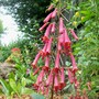 A garden flower photo (Phygelius aequalis (Cape fuchsia))