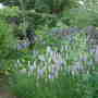 Native Orchids Stockton Bury