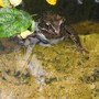 Pond frog