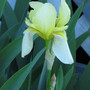 cream iris (Iris germanica (Orris))