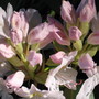 rhododendron (rhododendron)
