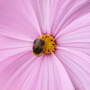 The Whole of the Cosmos (cosmos)