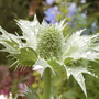 Eryngium giganteum (Miss Wilmot's Ghost) in the rain (Eryngium giganteum (Miss Willmott's ghost))