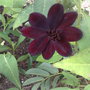 Chocolate Comos delicious (Cosmos atrosanguineus (Chocolate cosmos))