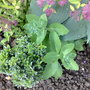 sedum (sedum)